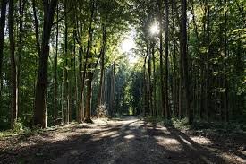 Manfaat Hutan Sebagai Penopang Untuk Kehidupan Bumi